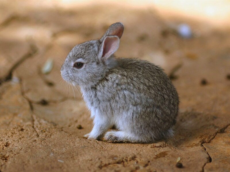 Young Gray Rabbit