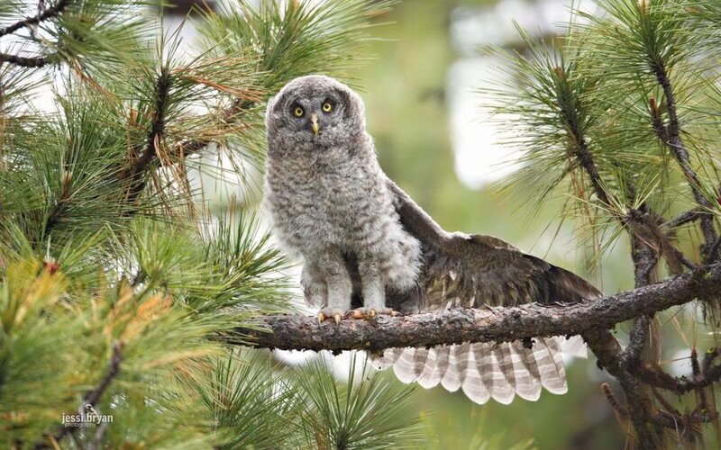 Young Great Grey Owl