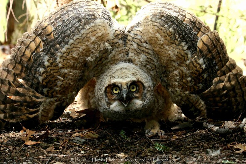 Young Great Horned Owl — Brown, Alert, Afternoon