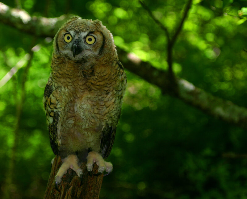 Young Great Horned Owl — Green