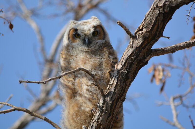 Young Great Horned Owl