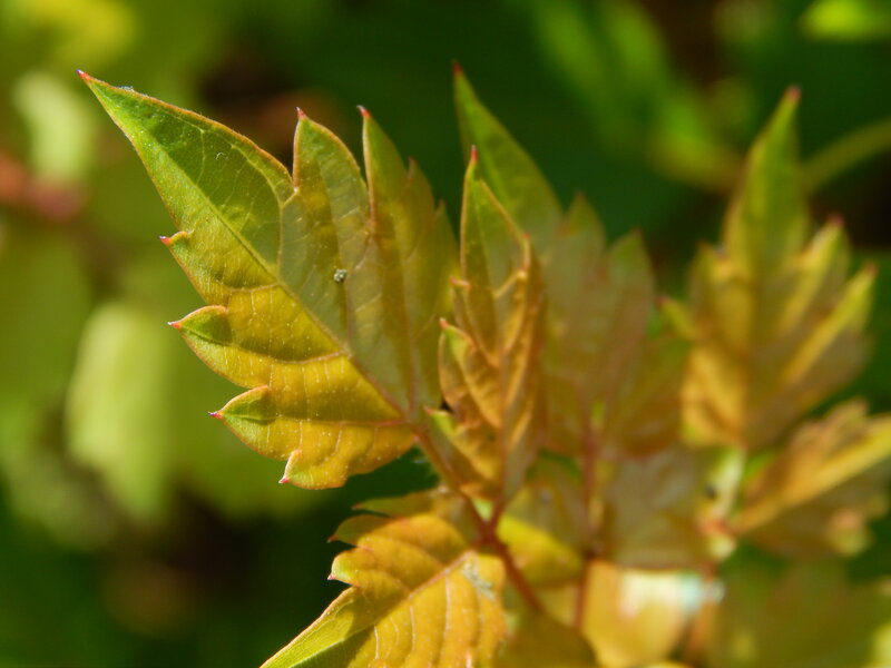 Young Green Leaves — Natural, Afternoon