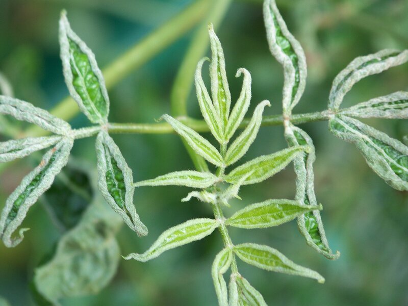 Young Green Leaves — Natural