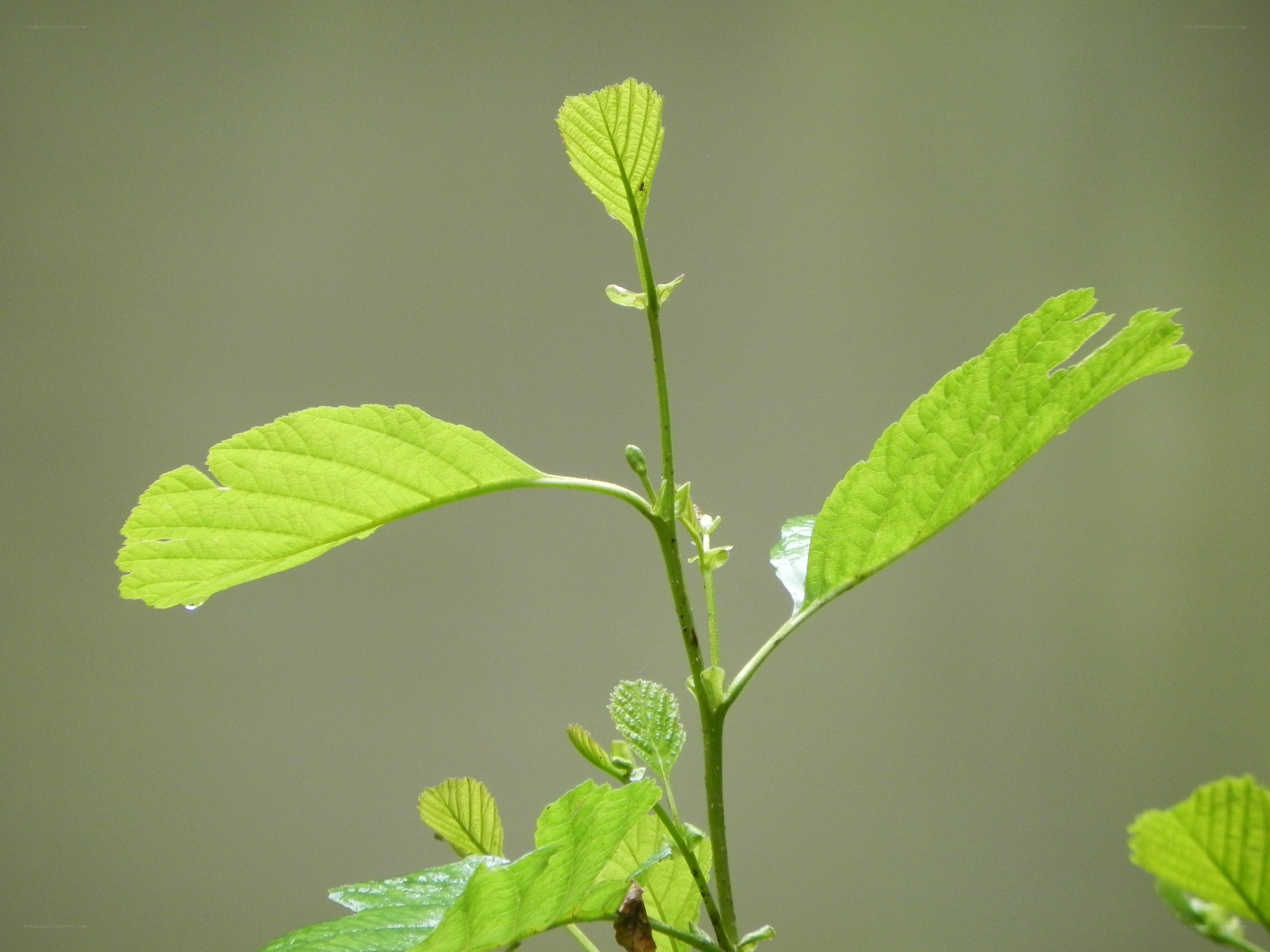 young green leaves on a stem