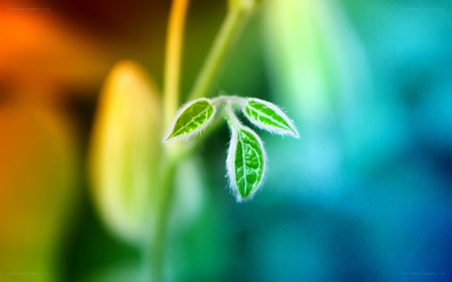 young green leaves on a stem