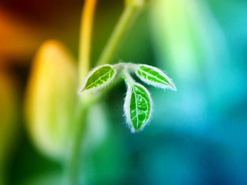 young green leaves on a stem