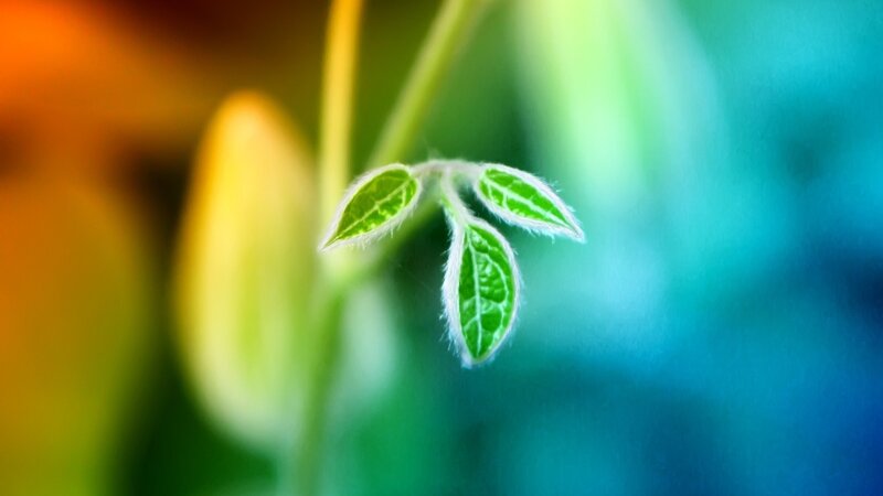 Young Green Leaves — Serene