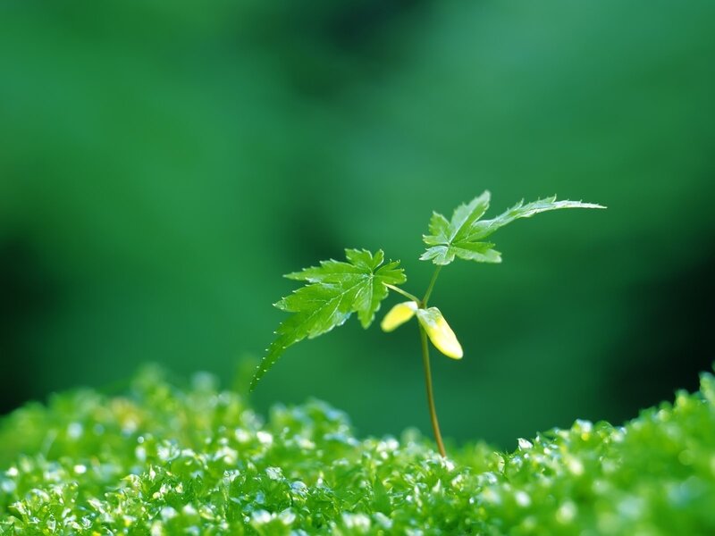 Young Green Plant — Serene, Spring