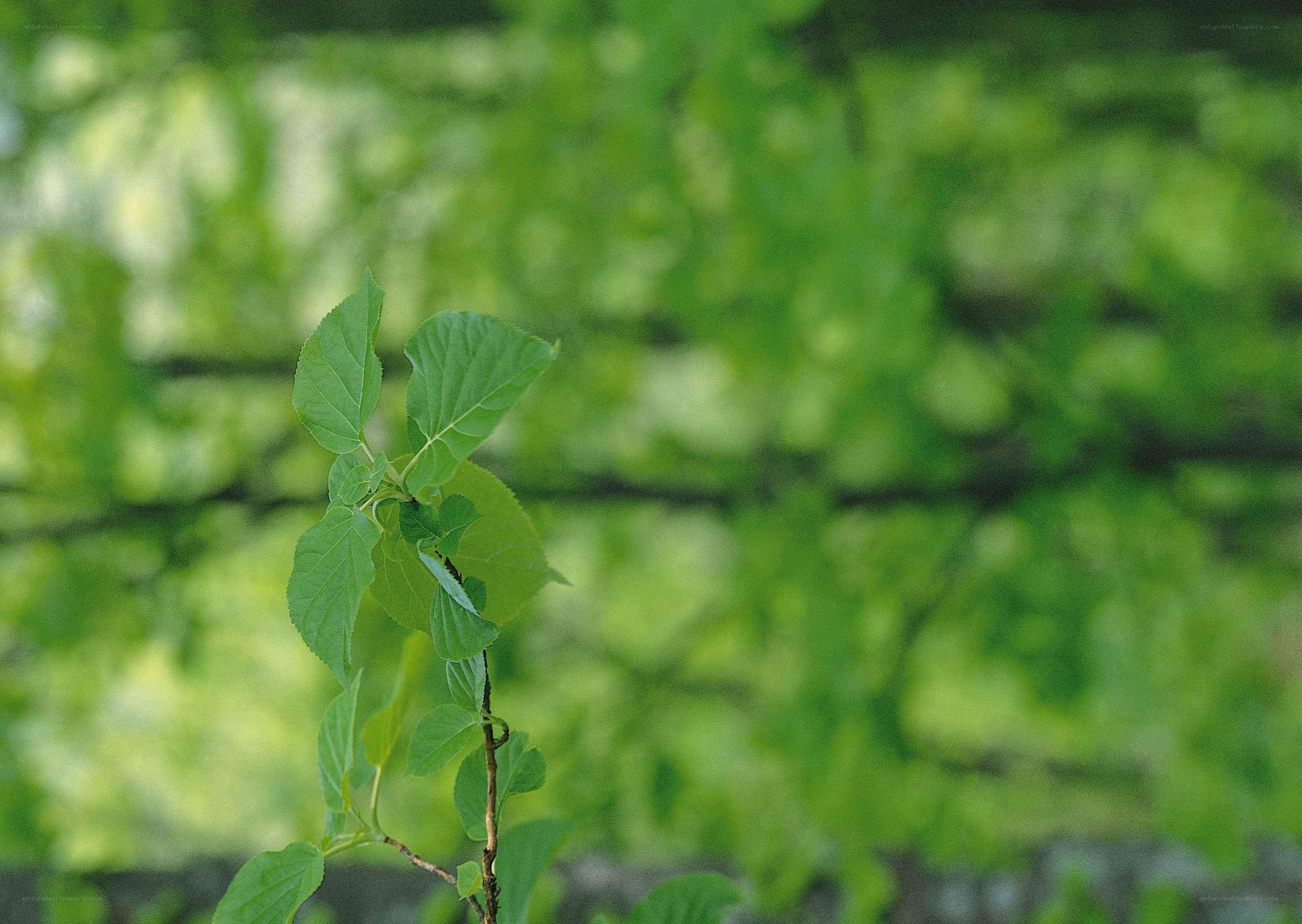 Young green plant sprout