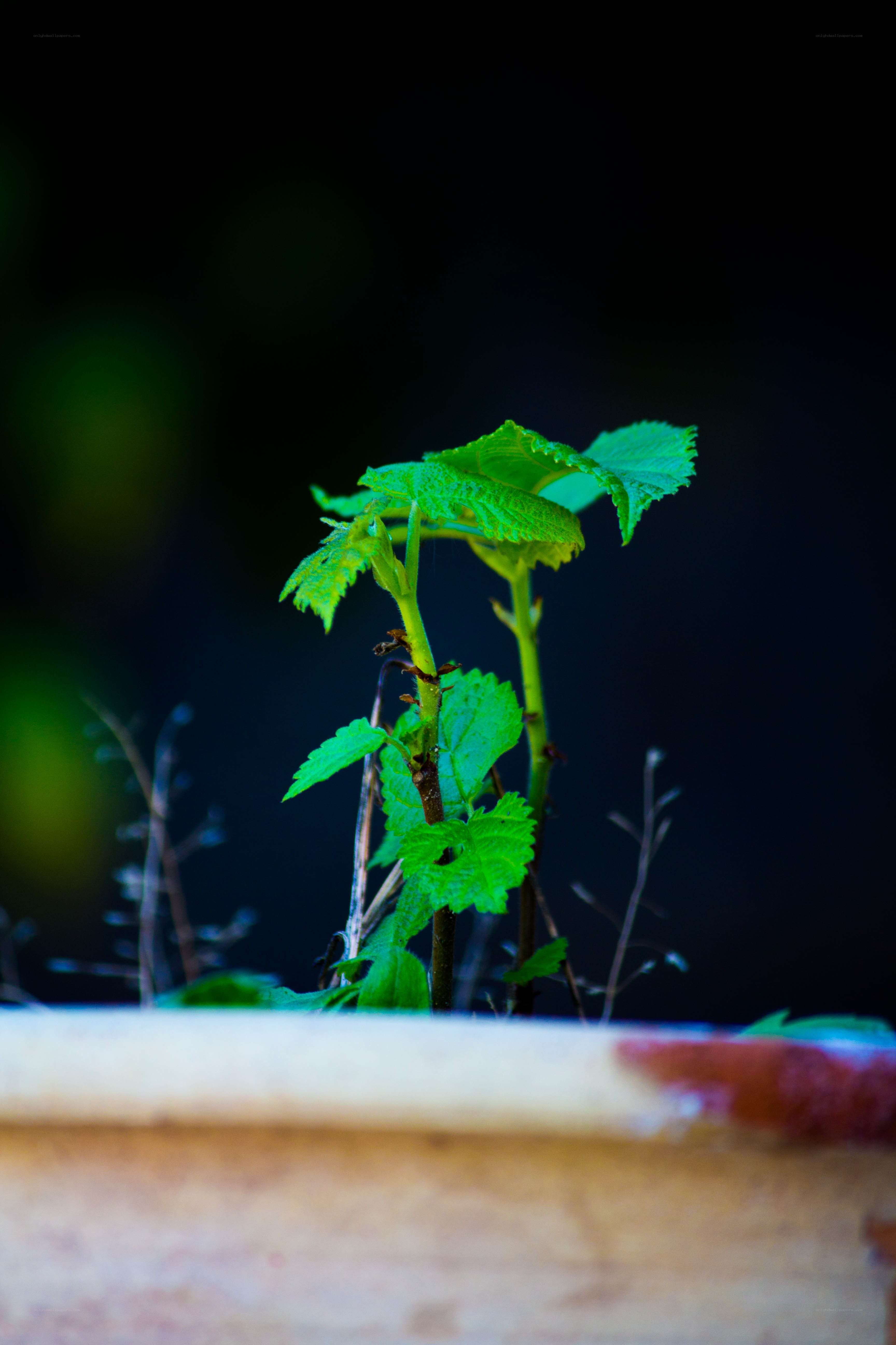Young green plant sprout