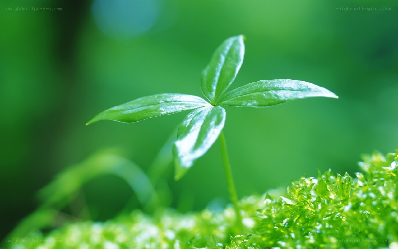 young green plant sprout