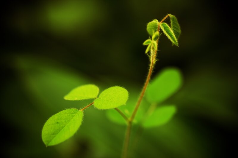 Young Green Plant Sprout — Serene, Photograph