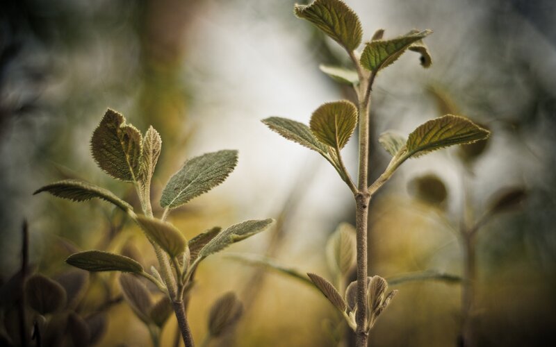 Young Green Plant Sprout — Serene