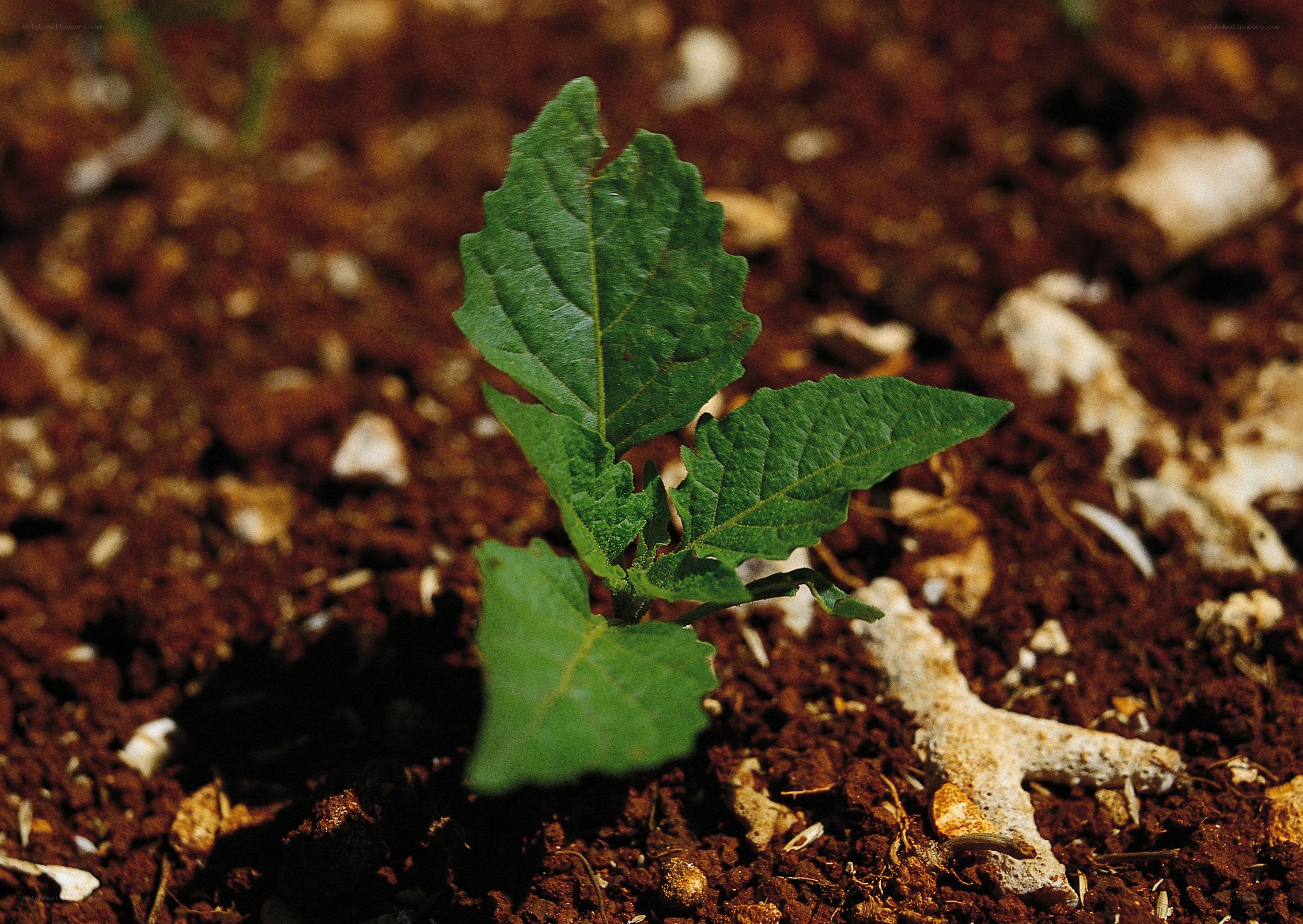 young green plant sprouting