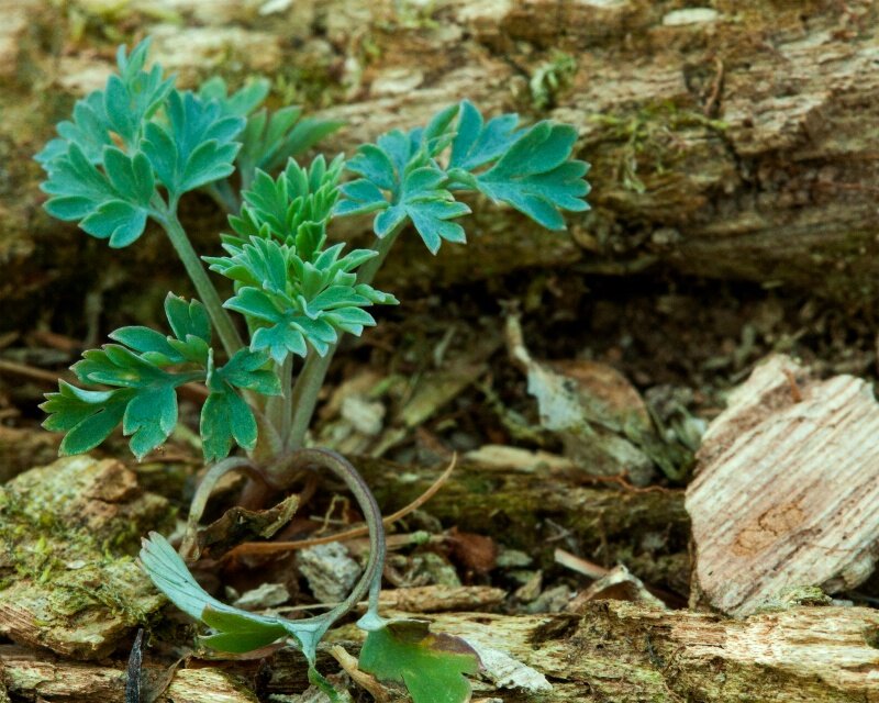 Young Green Plant