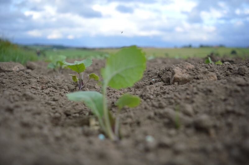 Young Green Seedlings — Calm