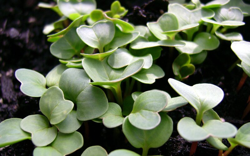 young green seedlings