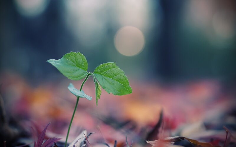Young green sprout in autumn leaves
