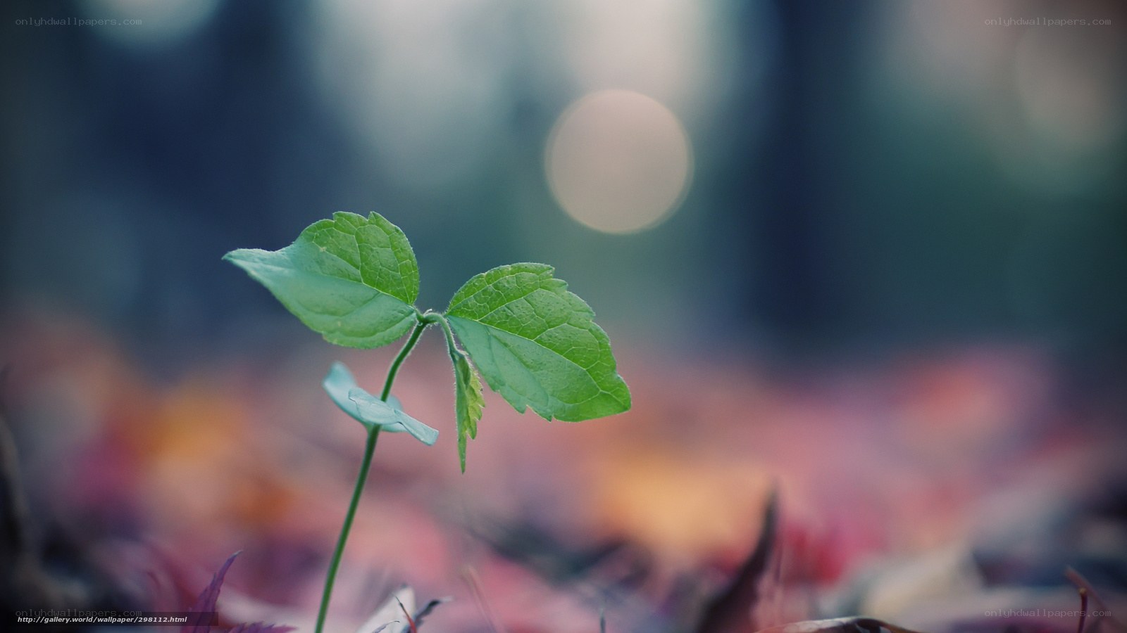 Young green sprout in forest
