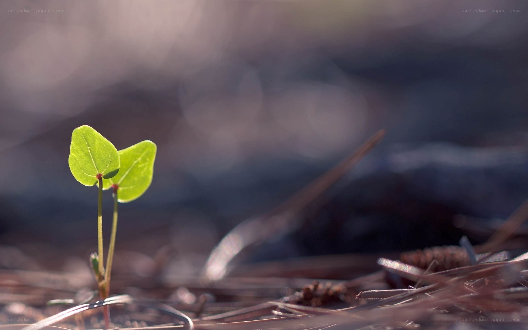 Young green sprout in sunlight