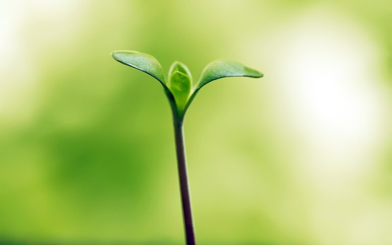 Young green sprout
