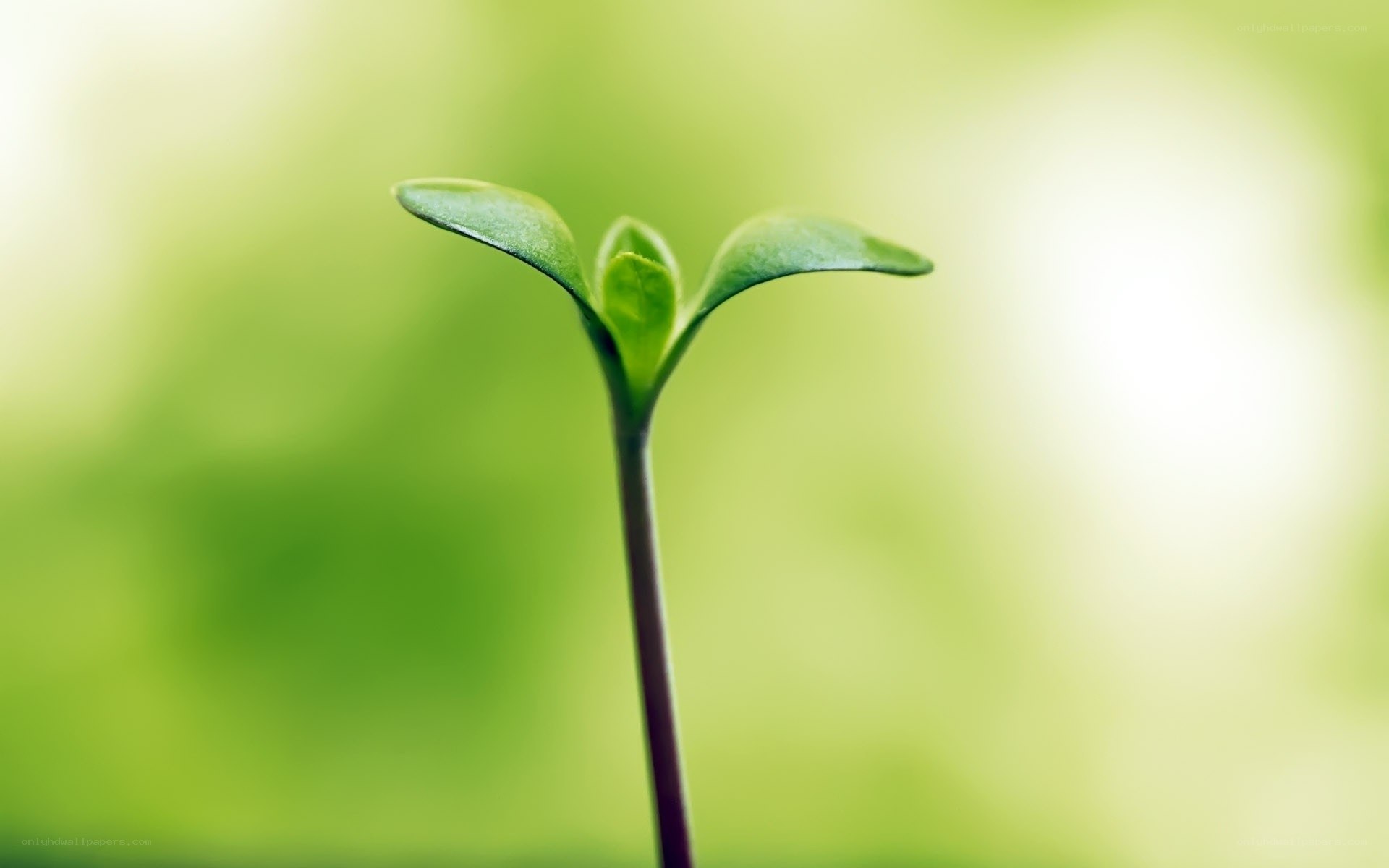 Young green sprout