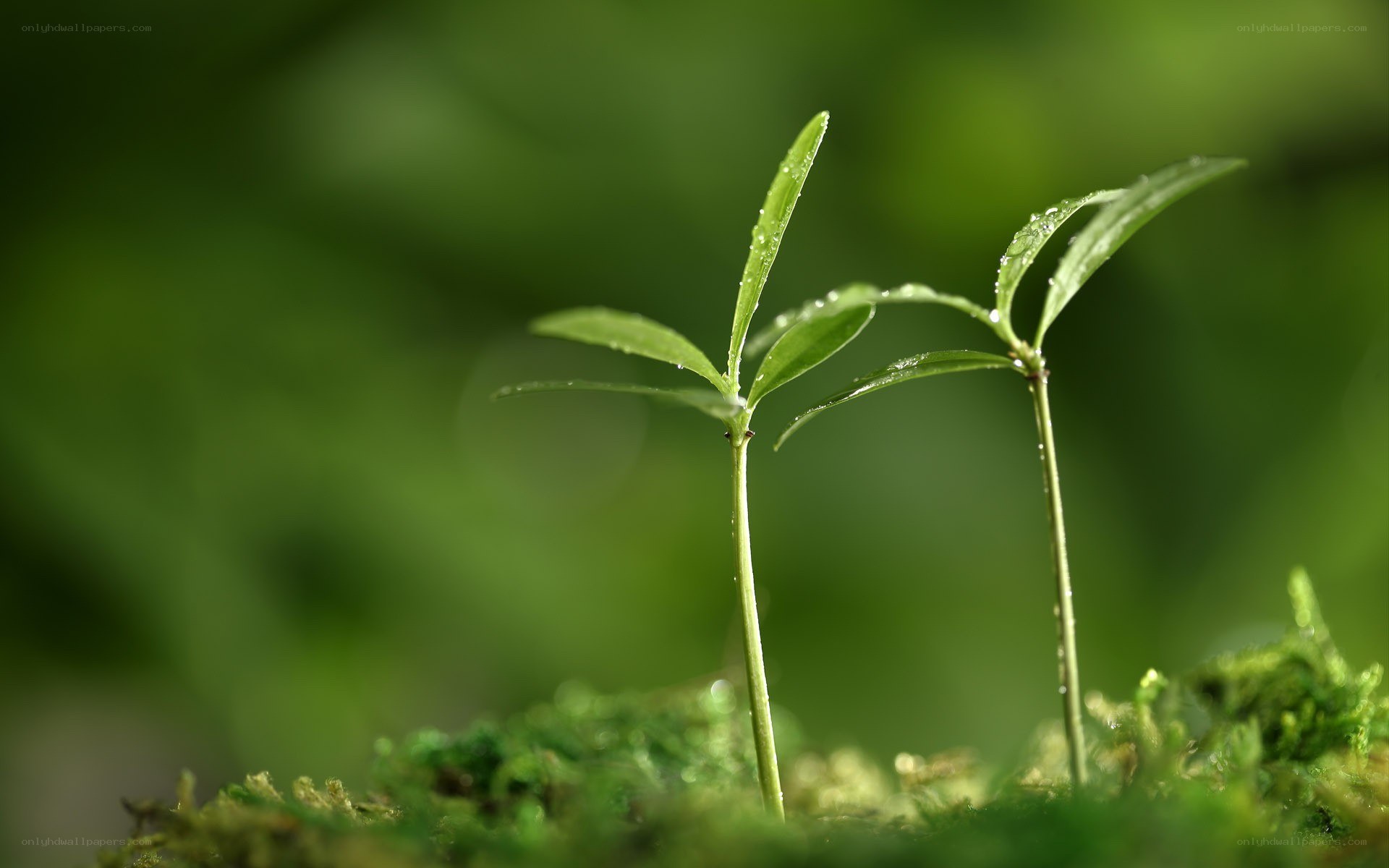 Young green sprouts in moss