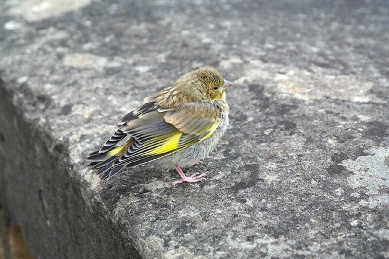 Young Greenfinch on Stone