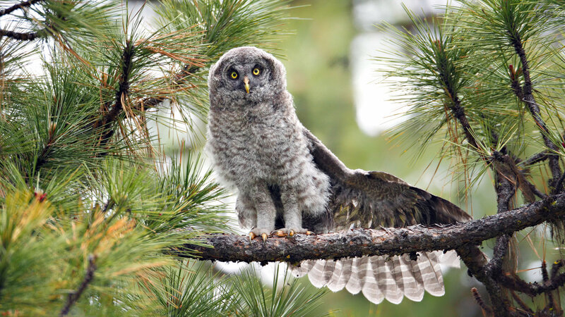 Young Grey Owl on Branch