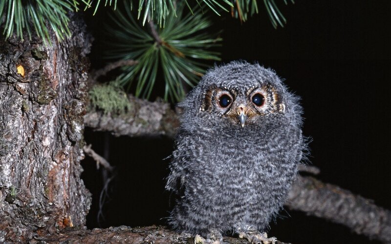 Young Grey Owl