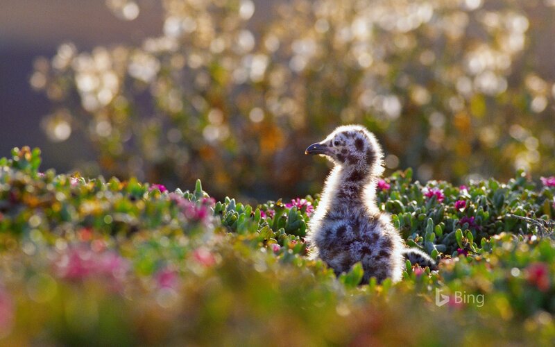 Young Gull Chick