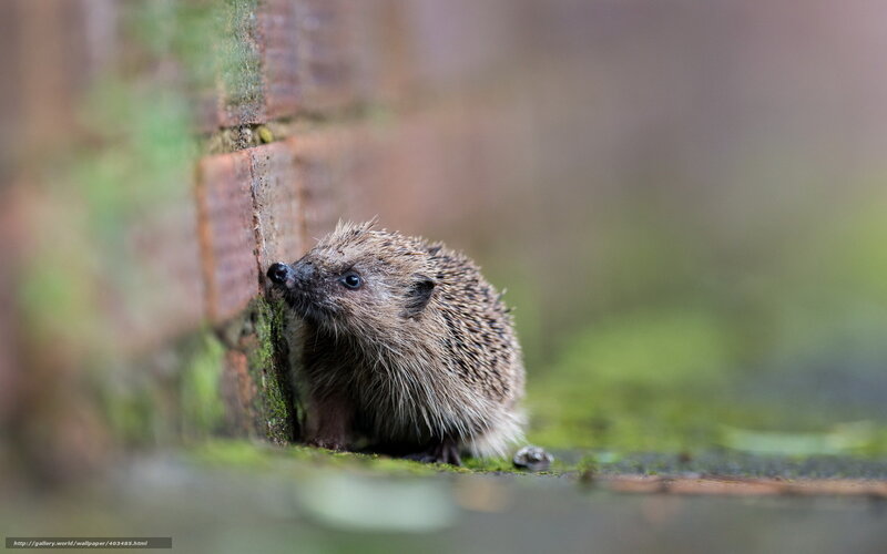 Young Hedgehog by Wall
