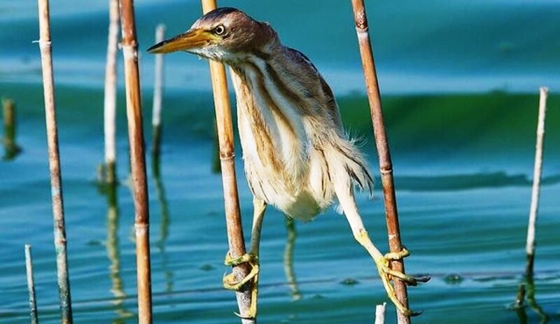 Young Heron on Reed