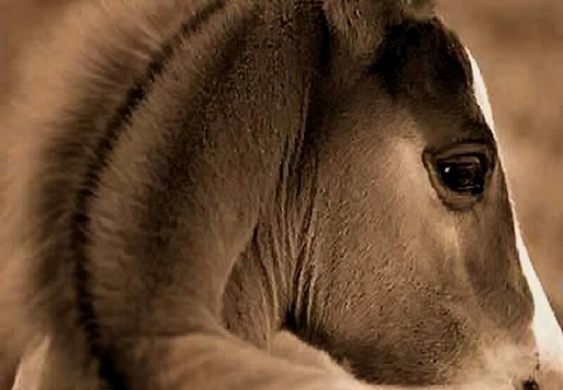 Young Horse Head