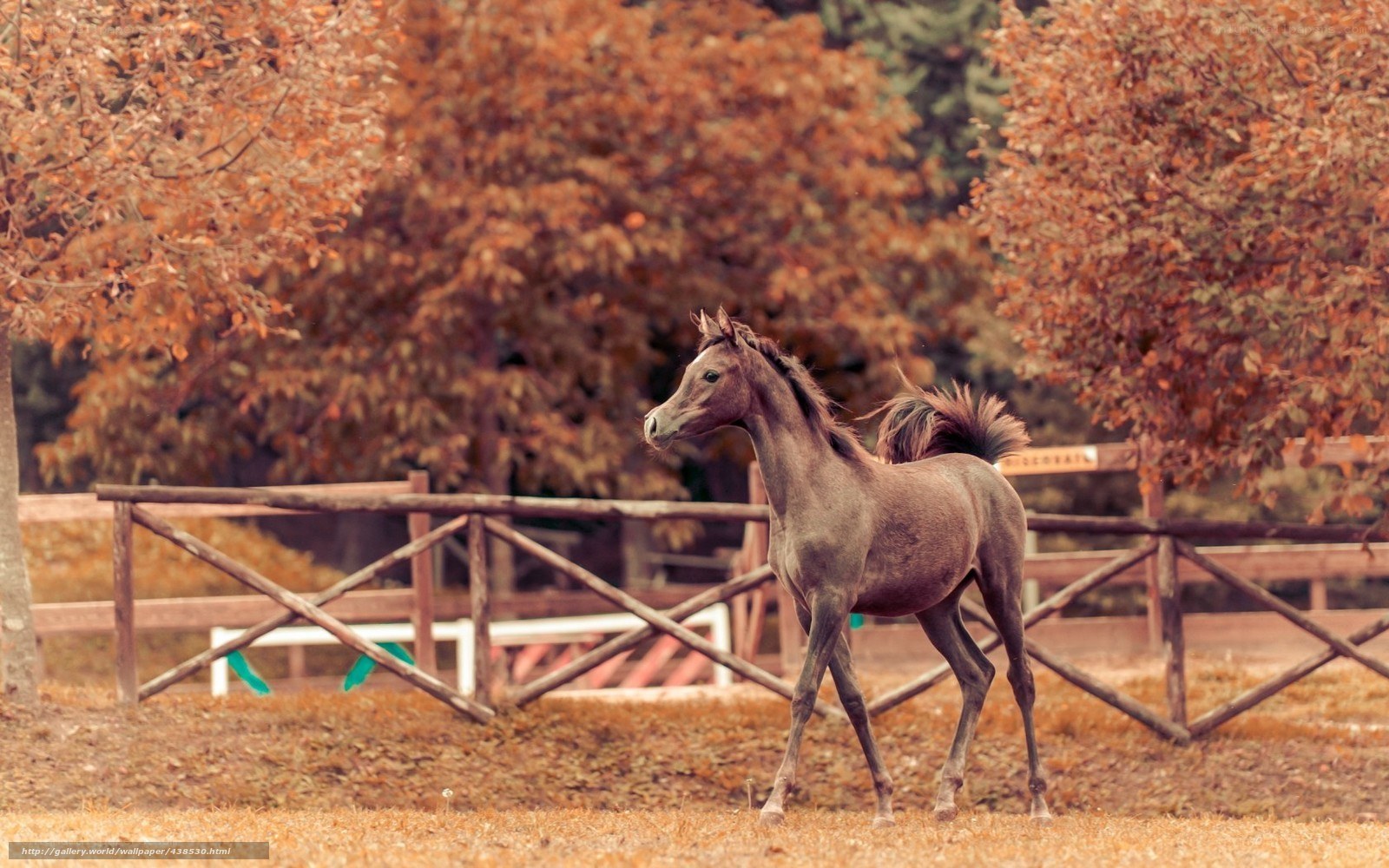 Young horse in autumn field