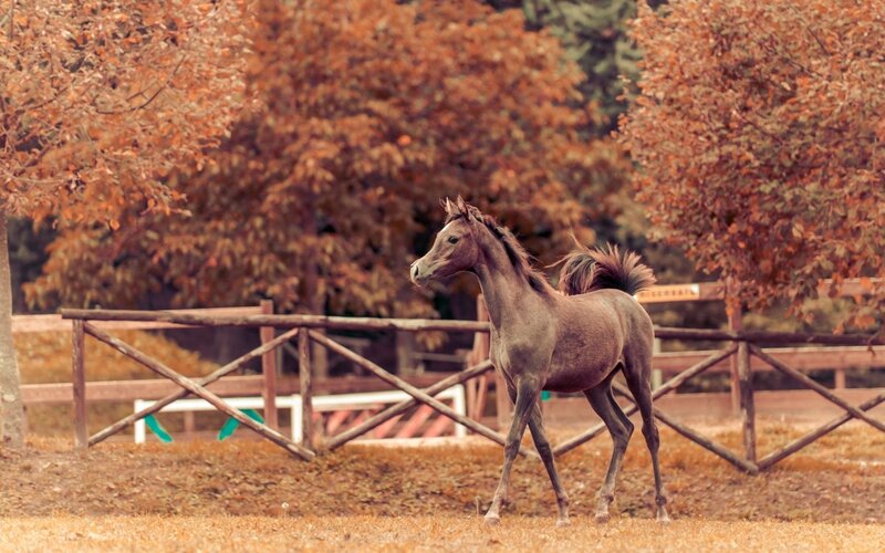 Young horse in autumn field