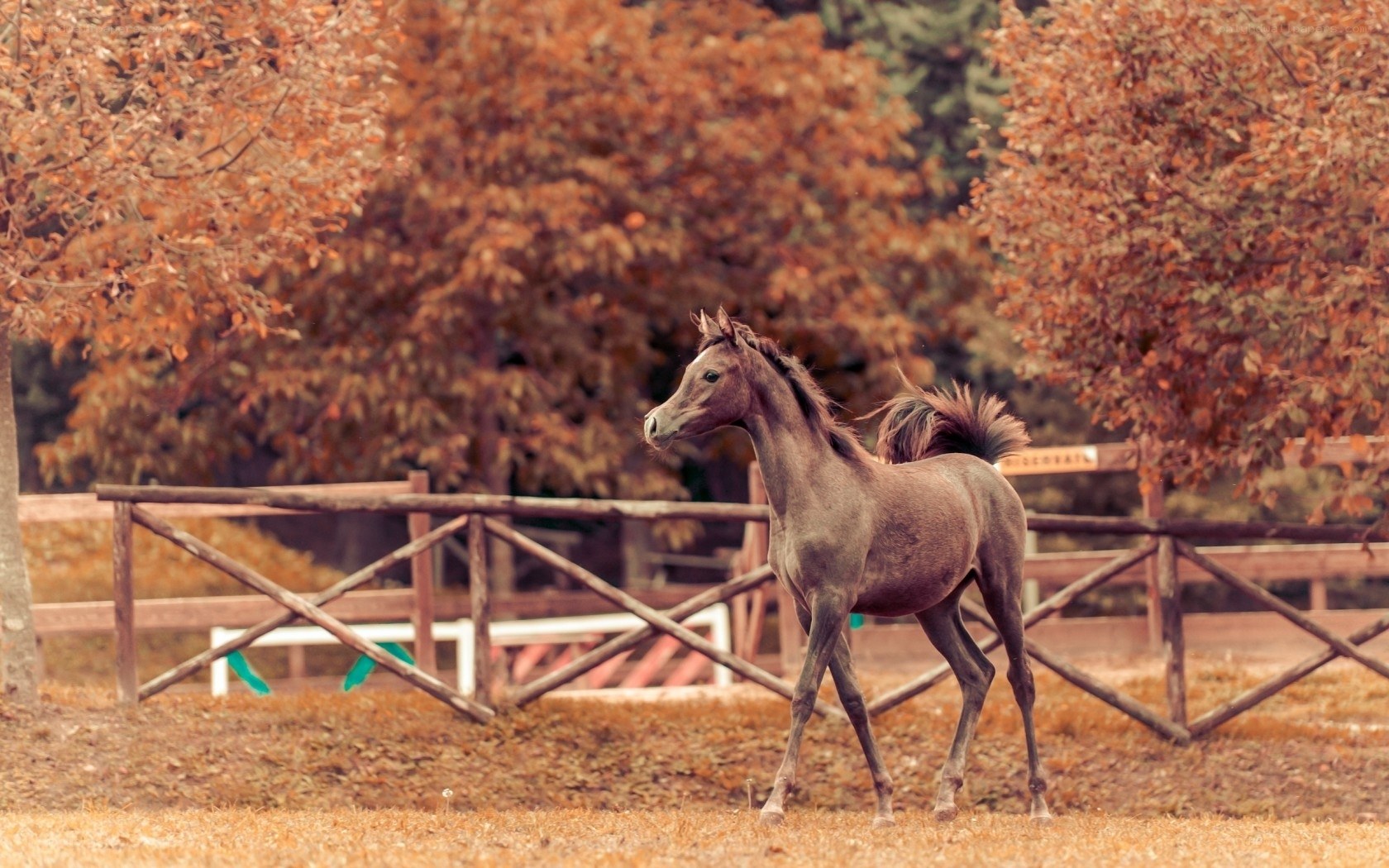 Young horse in autumn field