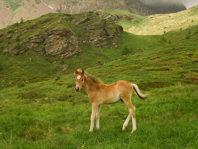 Young Horse in Field