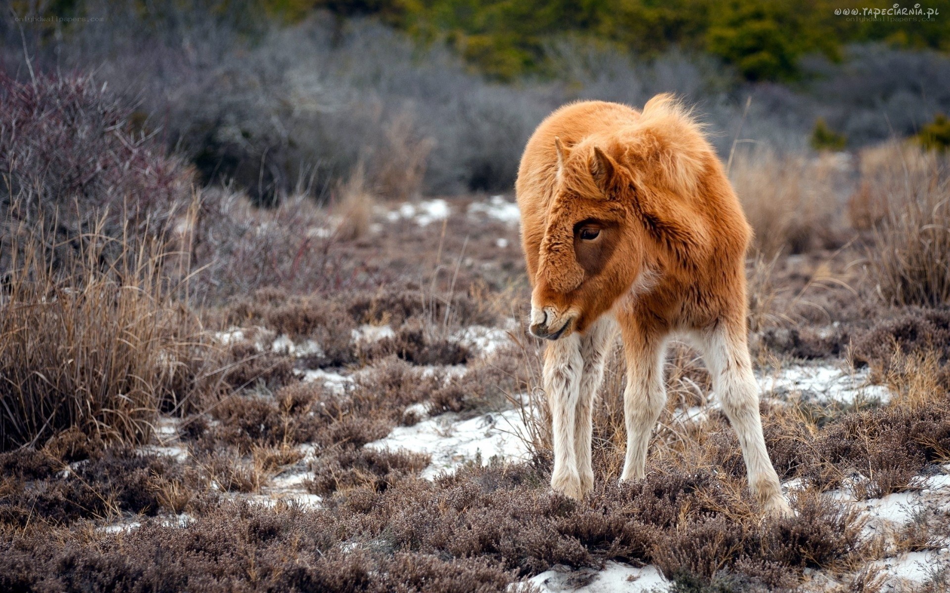 Young horse in snowy field