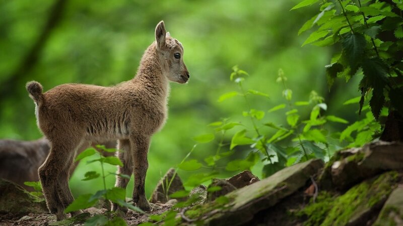 Young Ibex in Forest — Green, Serene