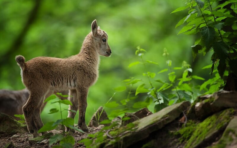 Young Ibex in Forest — Green