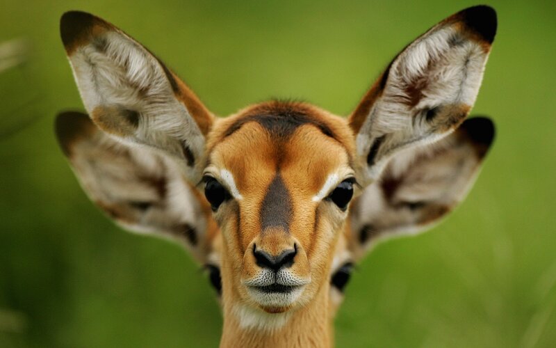 Young Impala Facing Forward — Brown