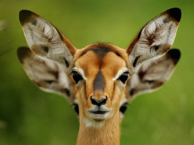 Young Impala Facing Forward