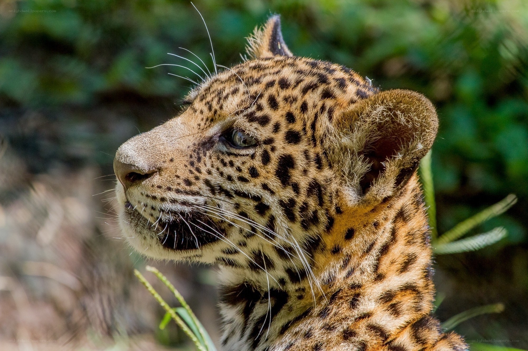 Young jaguar in the wild