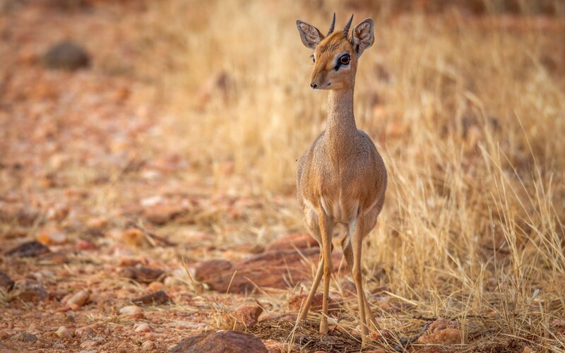 Young Klipspringer Antelope