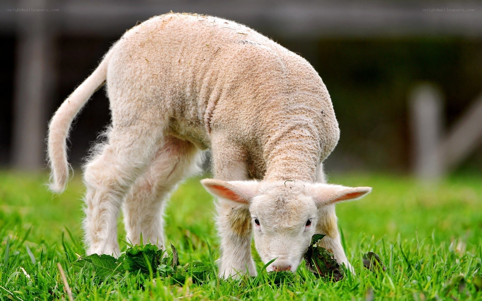 young lamb grazing in grass