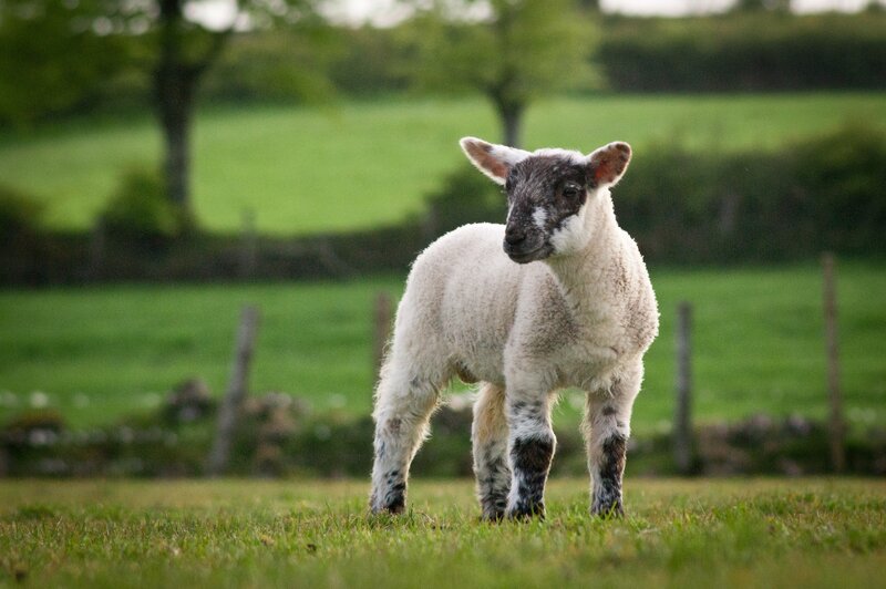 young lamb in a field