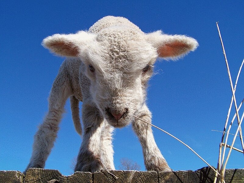 Young Lamb on Fence