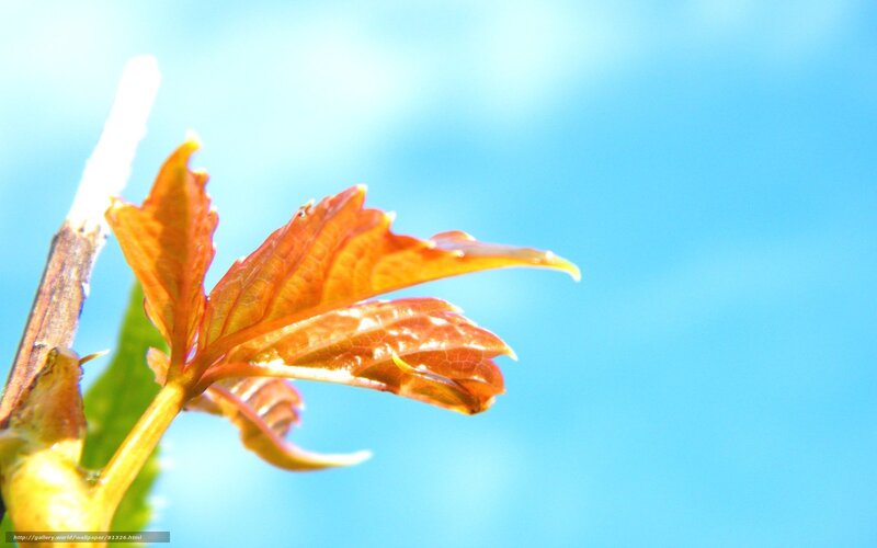 Young leaf against blue sky