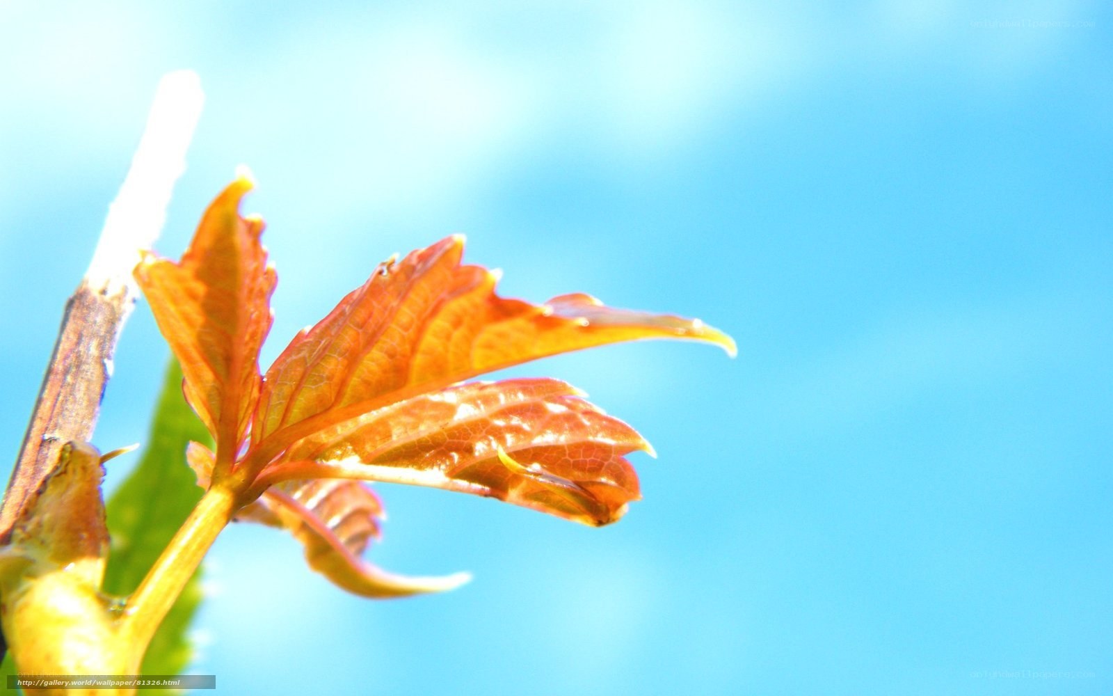 Young leaf against blue sky
